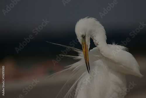 White great egret bird