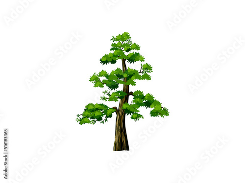 redwood tree vector illustration, the tallest tree in the world. Sequoiadendron giganteum plant logo.