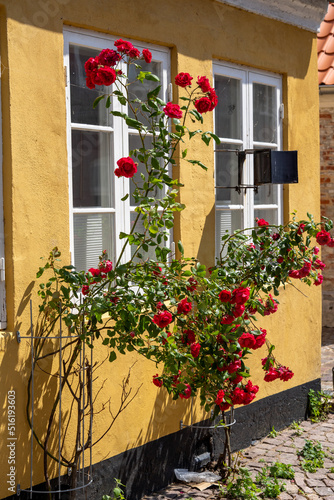 Colourfull houses with flowers in Ribe. Ribe is thhe oldest town in Denmark photo