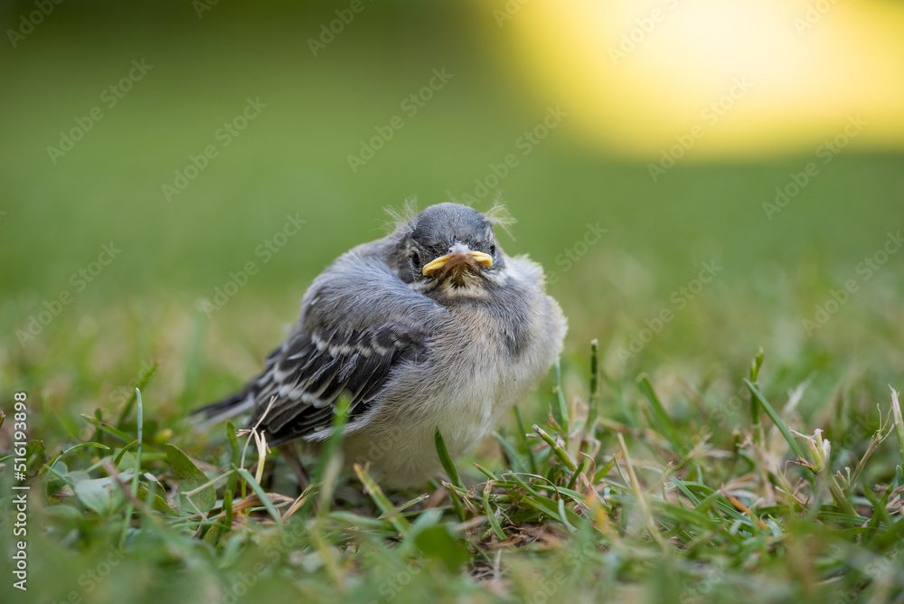 Fototapeta premium White wagtail (Motacilla alba) youngster