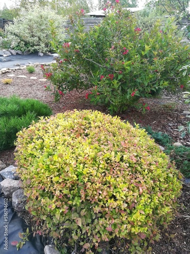 Fototapeta Naklejka Na Ścianę i Meble -  large bright yellow Bush Spiraea japonica Golden Princess cut in the shape of a round ball. Spring coloring foliage. Mulched flower bed in the garden.Topiary plant