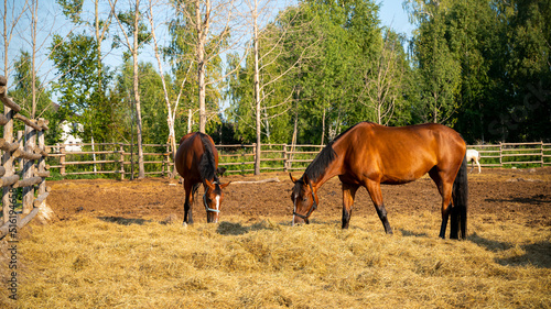 Horses are in a paddock in summer sunny day