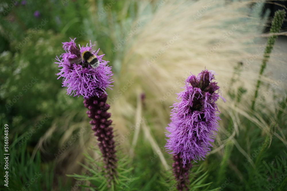 Staude mit lila farbebner Blüte, Prachtscharte, Liatris spicata foto de