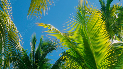 Tall palm trees against the sky  branches of the trees in the wind  bottom view. Palm tree against a clear sky  Tropical landscape  island holidays