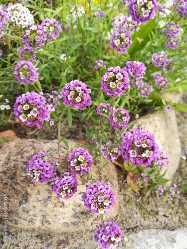 blooming alyssum on flower bed close up. Floral wallpaper