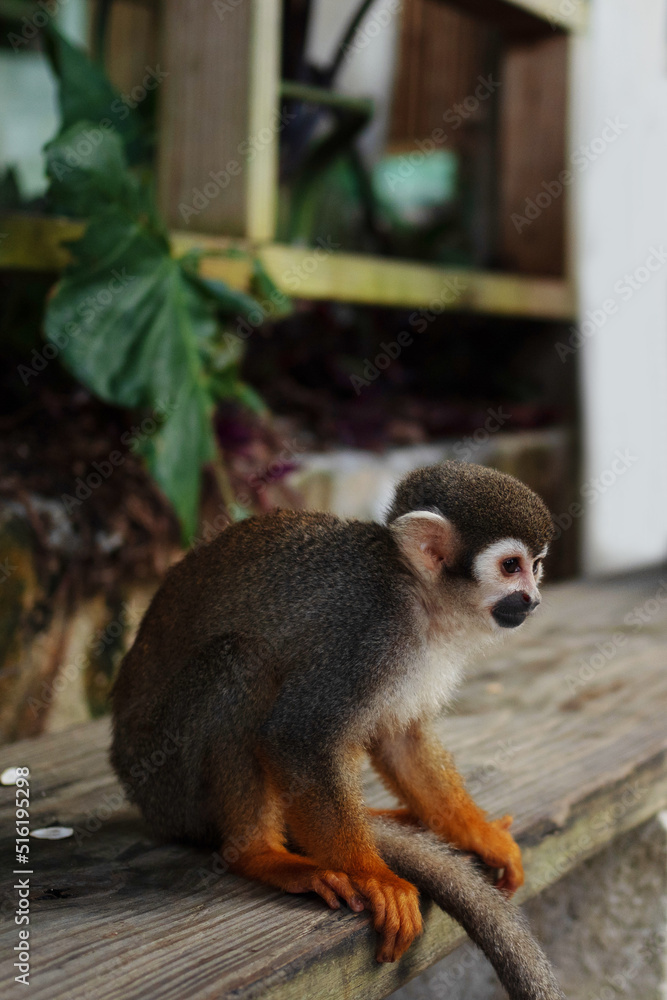 A small monkey with a long tail in the forest, close-up. funny primates in a nature park, animal watching A small monkey with a long tail in the forest, close-up. funny primates in a nature park, animal watching