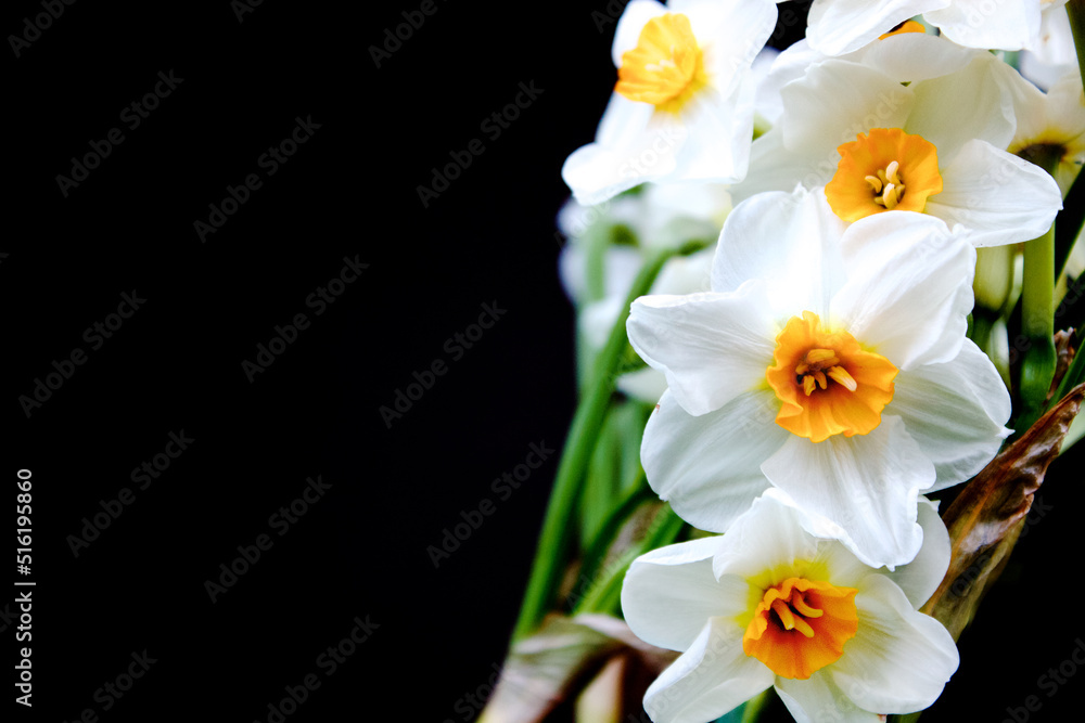 Daffodils Daffodils