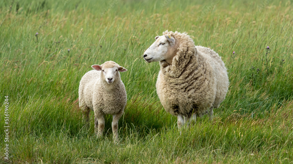 Naklejka premium sheep and lambs in the field