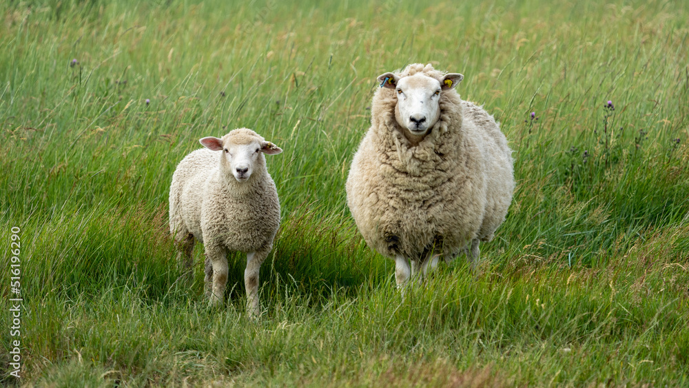 Fototapeta premium sheep and lambs in the field