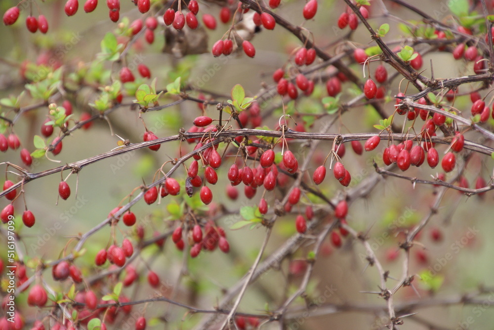 Berberitzenfrüchte Berberitzenbeeren 516197099 Berberitzenfrüchte Berberitzenbeeren 516197099