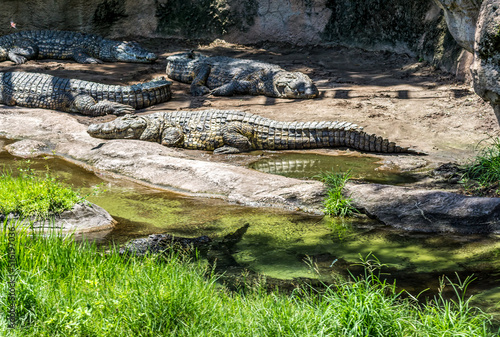 Crocodiles At Rest