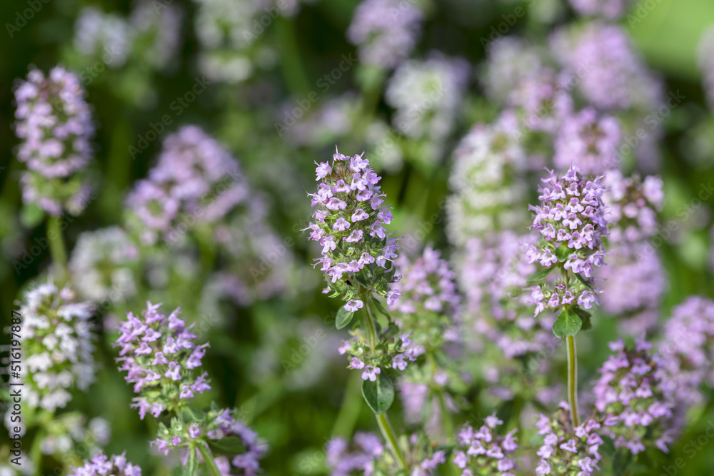 Obraz premium Blooming thyme plant, close-up macro photography. Aromatic seasoning for cooking. Thyme herb grows in the garden. Organic herb green thyme