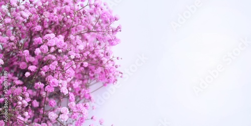 Pink gypsophila flowers on a white background. Background for a greeting card.