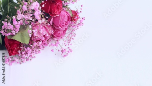 Pink roses and gypsophila flowers on a white background. Background for a greeting card.