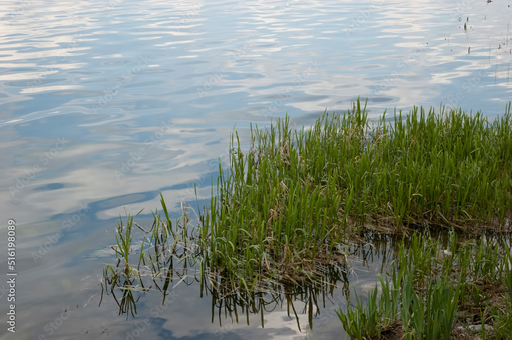 Calm water with slight ripples reflects the blue sky, in the foreground there are reeds Calm water with slight ripples reflects the blue sky, in the foreground there are reeds
