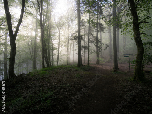 foggy morning in the forest on hiking trail Moselsteig