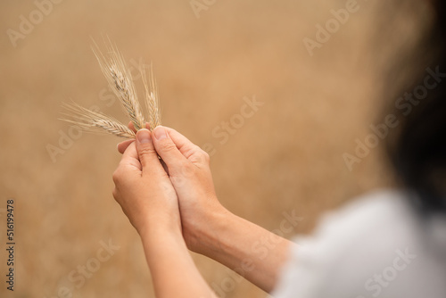 hands are holding wheat in the field