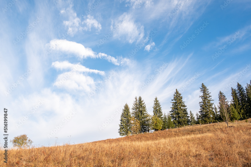 Fototapeta premium Stunning sunny morning scene. Beautiful view of Carpathian mountain scenery with autumn meadows and trees in beautiful sunny day with blue sky