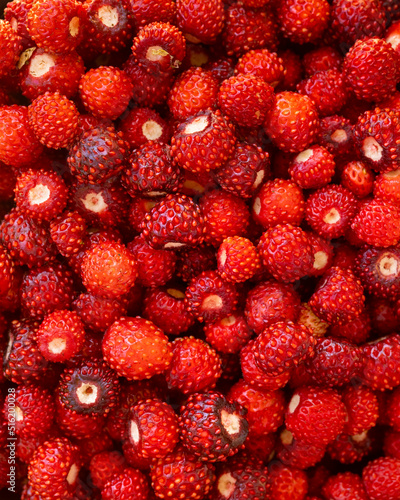 background of berries