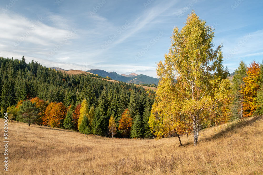 Colorful autumn trees in the mountains. Autumn mountain forest landscape. Autumn in mountains. Colorful autumn trees in the mountains. Autumn mountain forest landscape. Autumn in mountains.