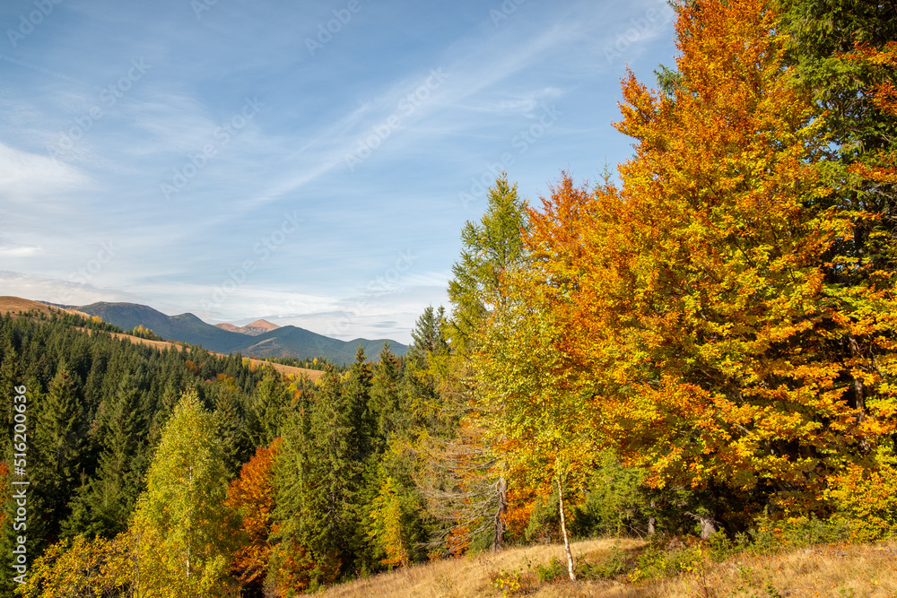 Colorful autumn trees in the mountains. Autumn mountain forest landscape. Autumn in mountains.