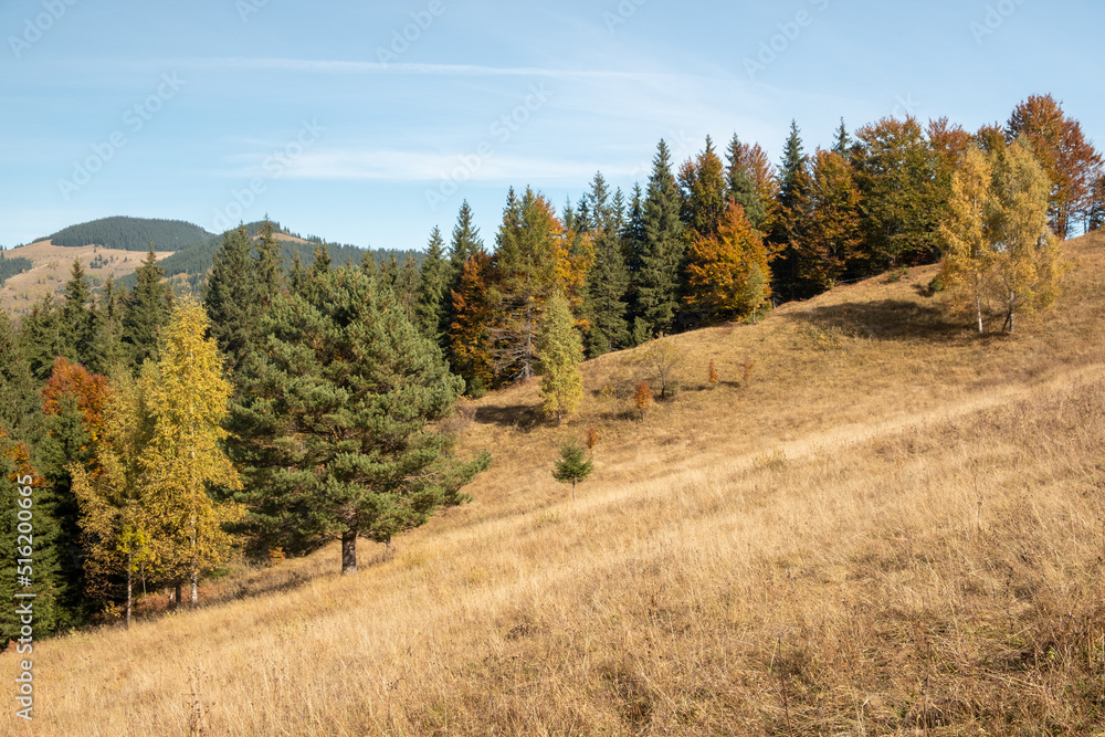 Colorful autumn trees in the mountains. Autumn mountain forest landscape. Autumn in mountains.