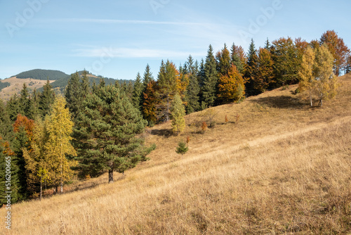 Obraz na płótnie Colorful autumn trees in the mountains. Autumn mountain forest landscape. Autumn in mountains. w salonie
