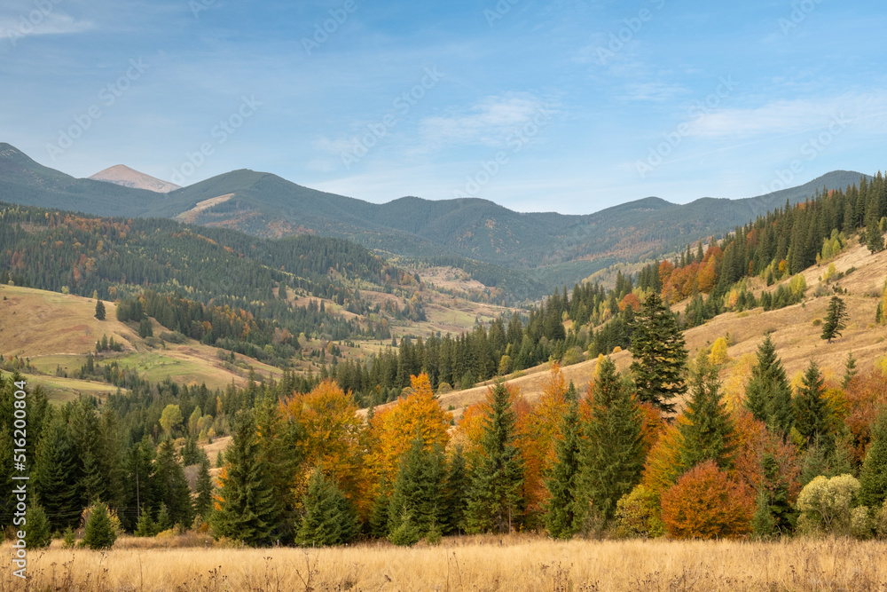 Colorful autumn trees in the mountains. Autumn mountain forest landscape. Autumn in mountains.
