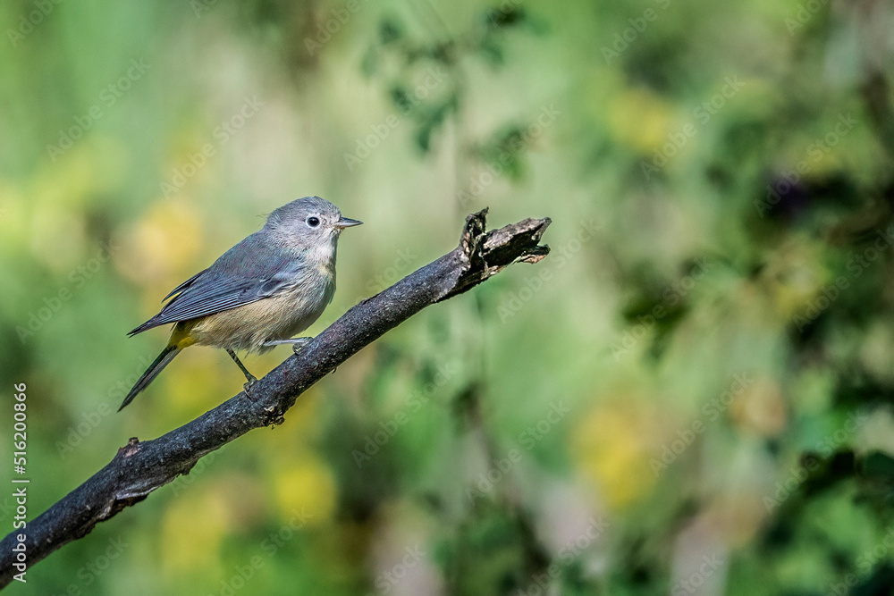 Virginia's Warbler Leiothlypis virginiae room for a title Virginia's Warbler Leiothlypis virginiae room for a title