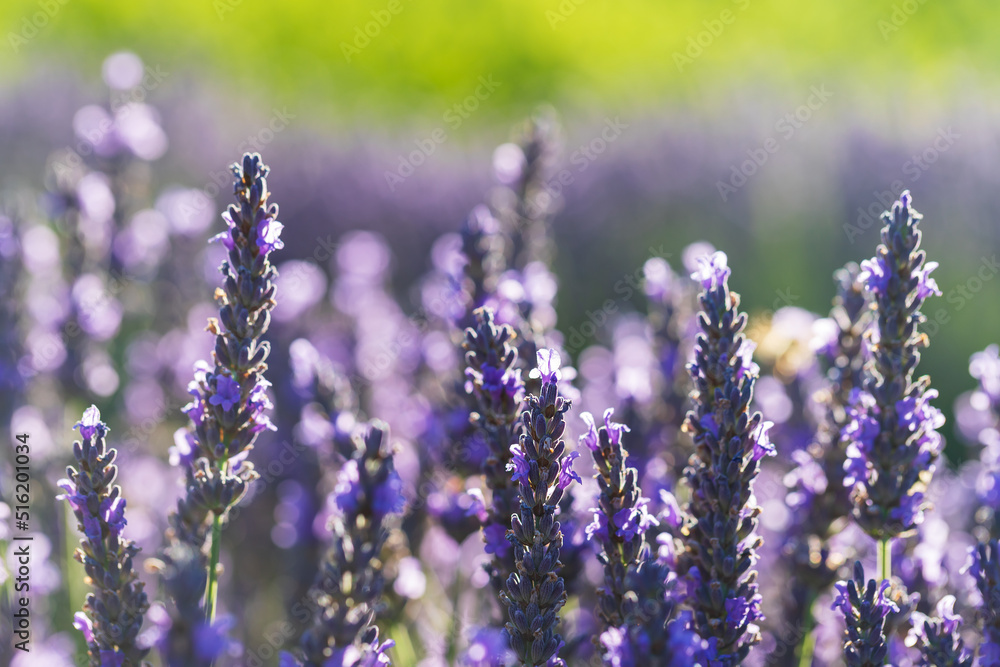 Fototapeta premium Beautiful pink fragrant lavender flower in the field. There are bees on the lavender.
