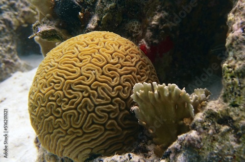 Underwater closeup of brain coral in an natural reef in the Caribbean sea 