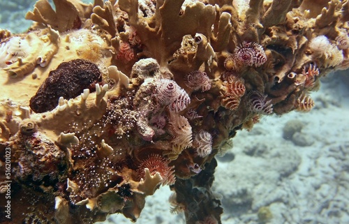 Underwater closeup of coral covered with a variety of Christmas tree worm 