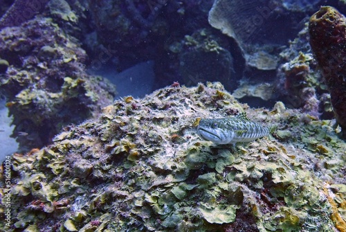 Underwater image of a Pufferfish swimming in the coral reef, side view 