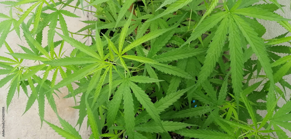 Close-up of green cannabis leaf herbs