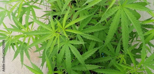 Close-up of green cannabis leaf herbs