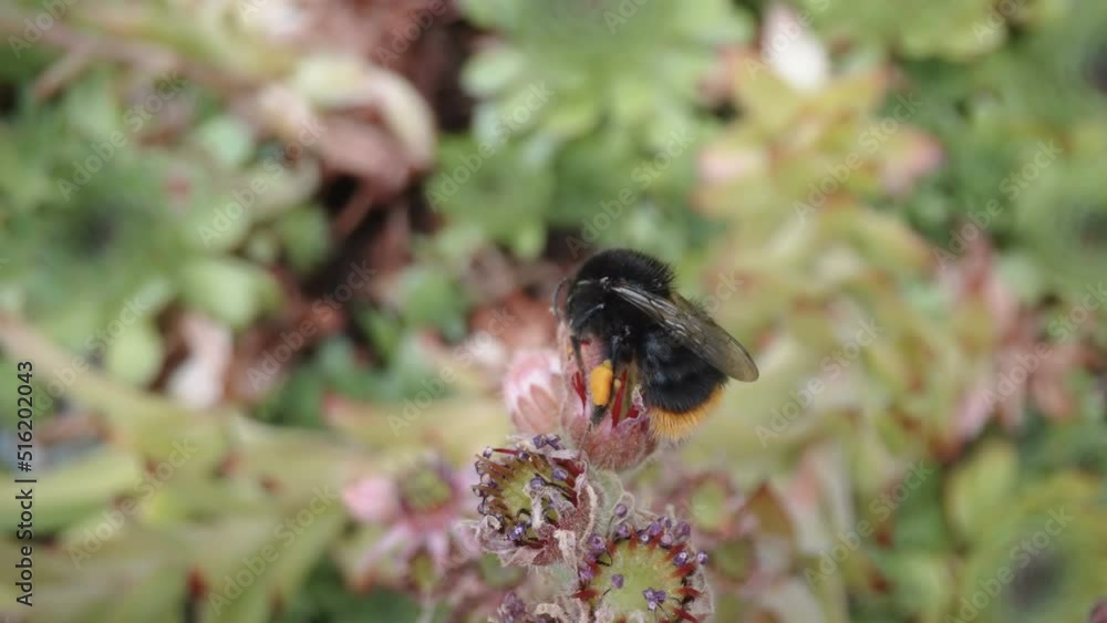 Top view of the bog fat bee on the flower in the garden in Estonia Top view of the bog fat bee on the flower in the garden in Estonia