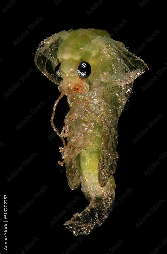 Green Lacewing (Neuroptera: Chrysopidae). Development stage - pupa. Isolated on a black background