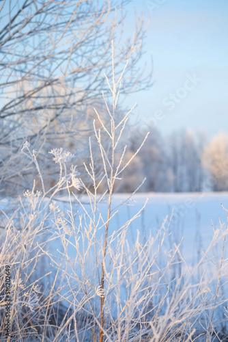 beautiful sunny  winter landscape with hoarfrost