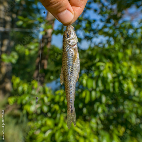 Gudgeon fishing. Caught gobio fish on hook photo