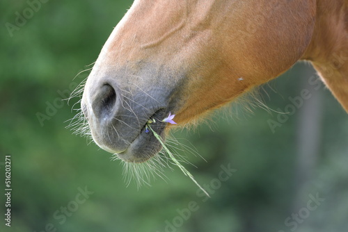 Schönes Pferd mit Blumen im Maul © Grubärin