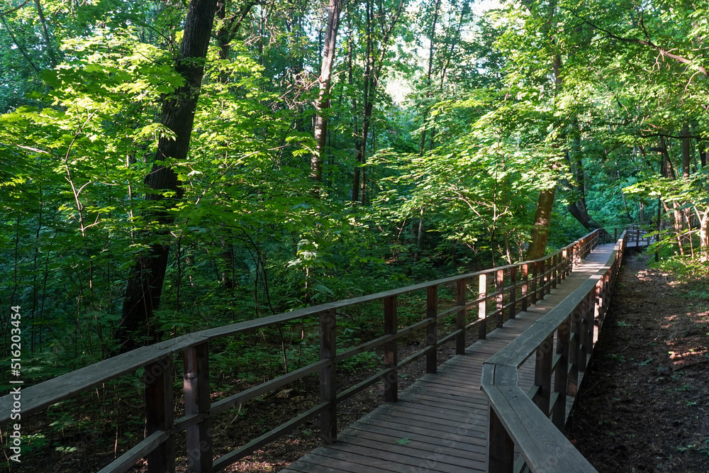 Eco trail wooden walkway among trees in a forest in summer sunny day