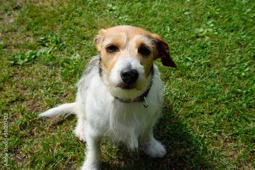 .beautiful good-natured multi-colored dog in green grass in the middle of summer