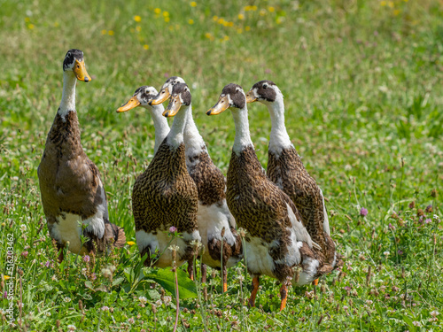 indian runner duck in the garden (Anas platyrhynchos domesticus) photo