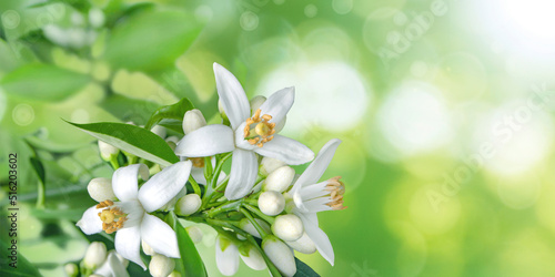 Fototapeta Naklejka Na Ścianę i Meble -  Orange blossom flowers on the blurred background