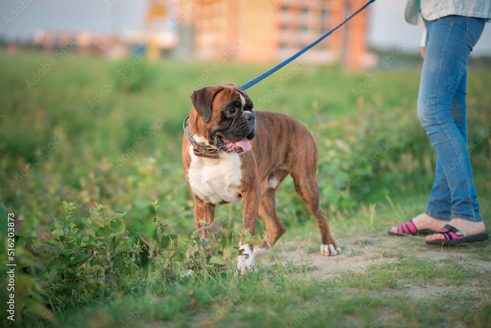 Beautiful dog breed German boxer for a walk.