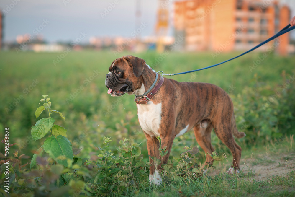 Beautiful dog breed German boxer for a walk.
