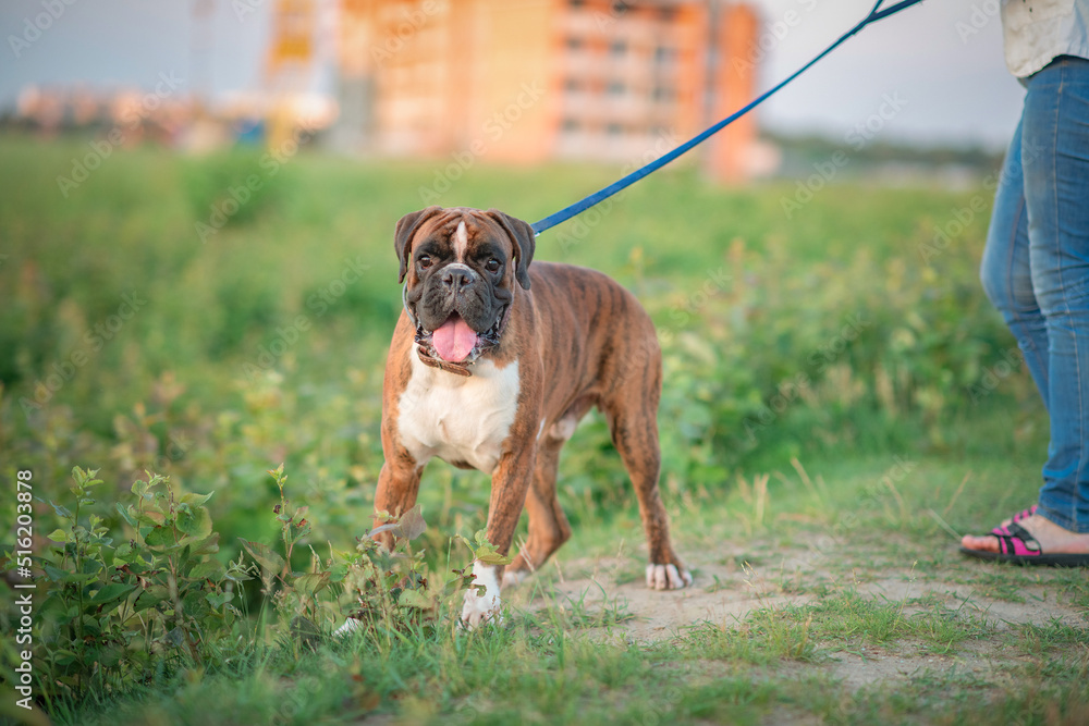 Beautiful dog breed German boxer for a walk.