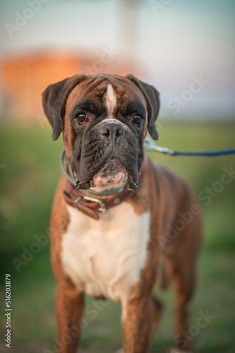 Beautiful dog breed German boxer for a walk.