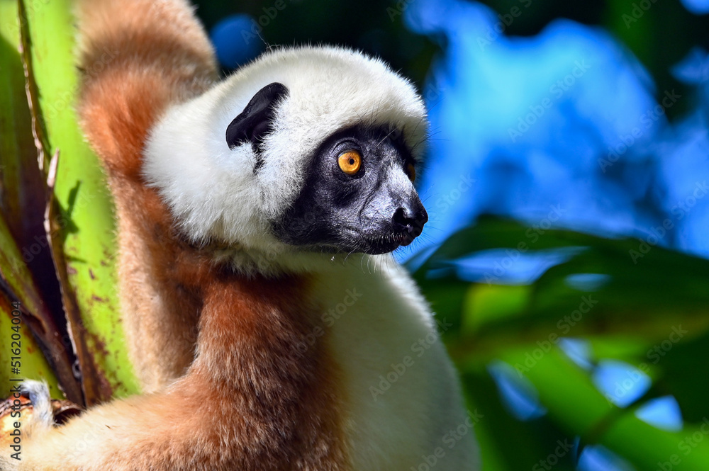 Fototapeta premium Coquerel sifaka lemur (Propithecus coquereli) – portrait, Madagascar nature