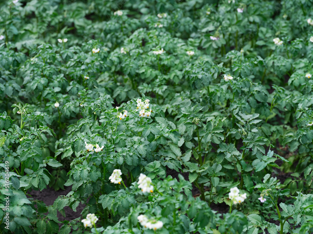 Potato field with flowering potato plants in it.